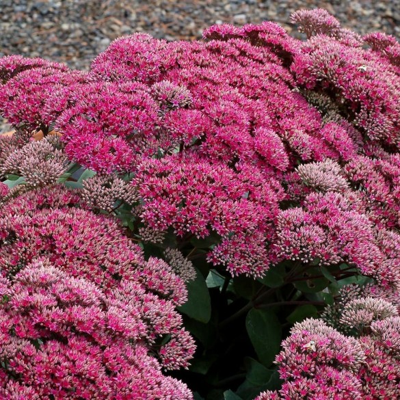Sedum telephium 'Thunderhead'