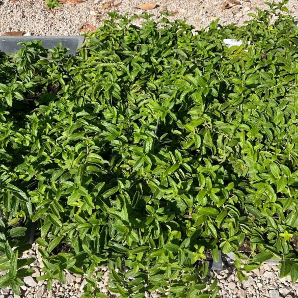 Veronica austriaca 'Knallblau'