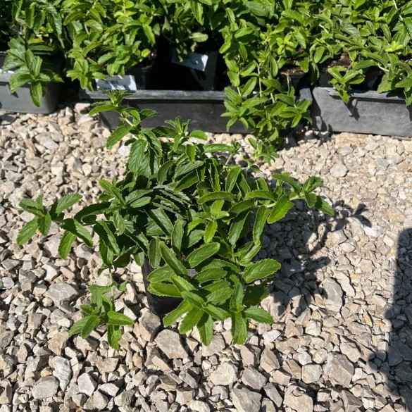 Veronica austriaca 'Knallblau'