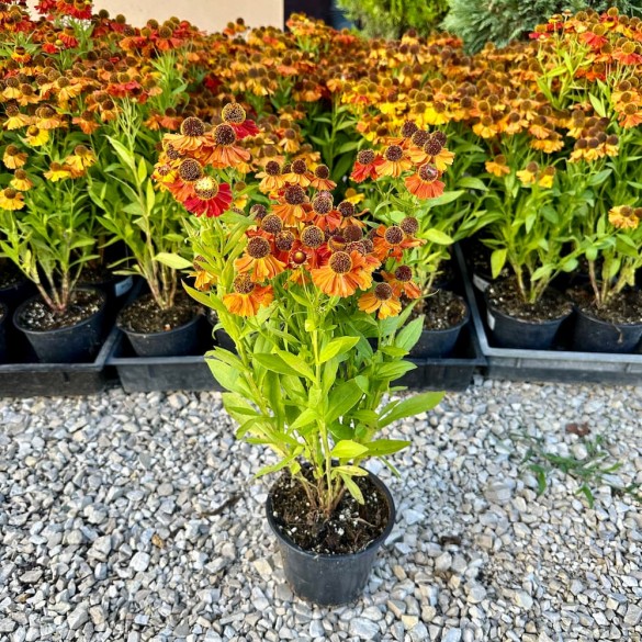 Helenium Helias Cooper