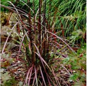 Miscanthus sinensis 'Ruby Cute' - Molnárpántlika