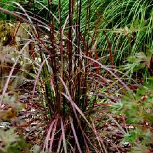 Miscanthus sinensis 'Ruby Cute'