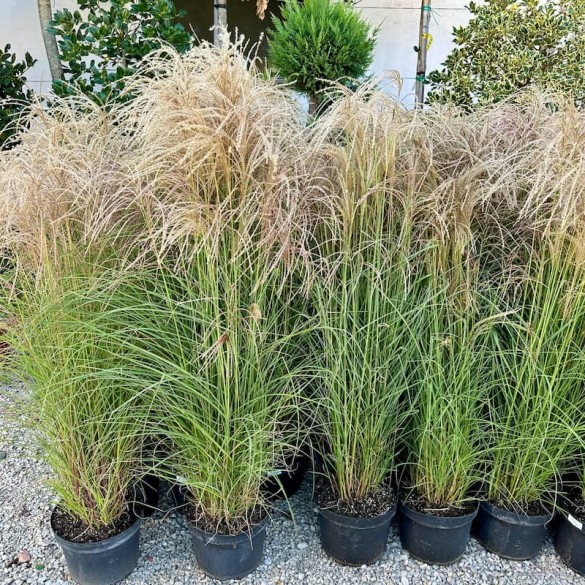Miscanthus sinensis 'Ruby Cute'