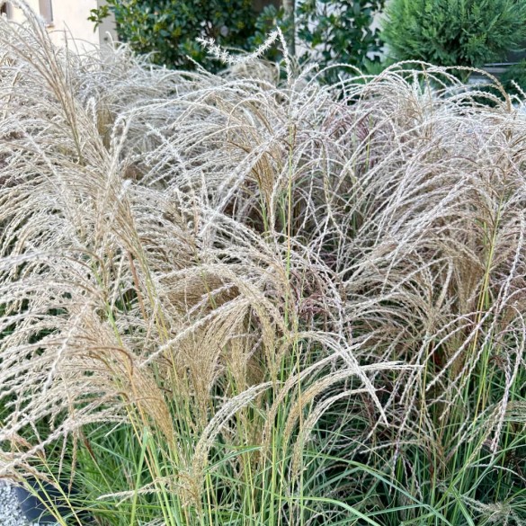 Miscanthus sinensis 'Ruby Cute'