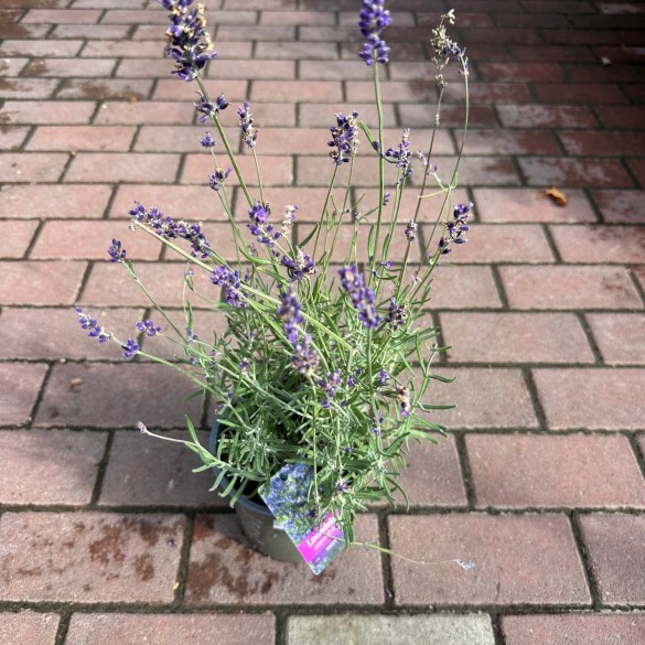 Lavandula angustifolia 'Hidcote'