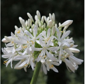 Agapanthus africanus 'Albus' - Szerelemvirág