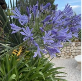 Agapanthus africanus 'Azureum' - Szerelemvirág