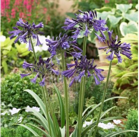 Agapanthus 'Black Pantha' - Szerelemvirág