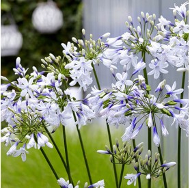 Agapanthus 'Fireworks' - Szerelemvirág
