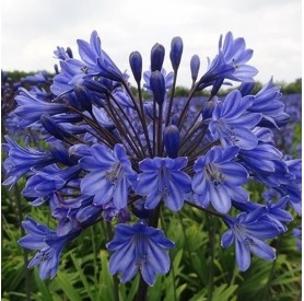 Agapanthus 'Intermedius' - Szerelemvirág