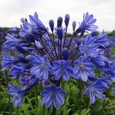 Agapanthus 'Intermedius' - Szerelemvirág