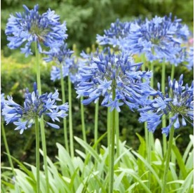 Agapanthus 'Midnight Star' - Szerelemvirág