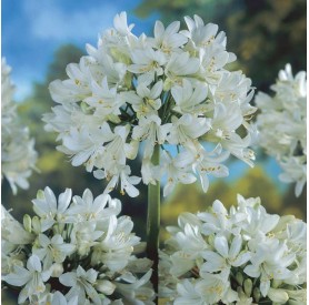 Agapanthus 'Polar Ice' - Afrikai Szerelemvirág