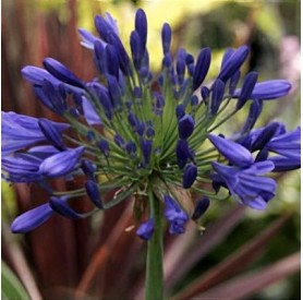 Agapanthus africanus 'Timaru' - Szerelemvirág
