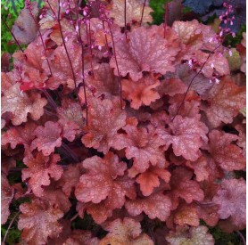 Heuchera 'Coral Berry' - Tűzeső