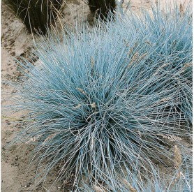 Festuca glauca 'Uchte' - Deres csenkesz