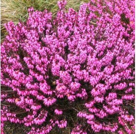 Erica carnea 'Wintersonne' - Alpesi hanga
