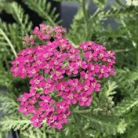 Achillea 'Milly Rock Rose' - Cickafark