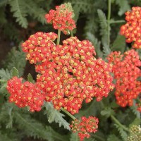 Achillea 'Safran' - Cickafark