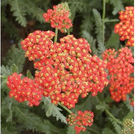 Achillea millefolium 'Safran' - Cickafark