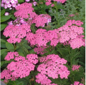 Achillea millefolium 'Pretty Belinda' - Cickafark
