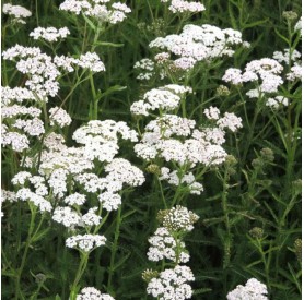 Achillea millefolium 'White Beauty' - Cickafark
