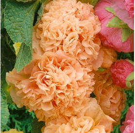 Alcea rosea 'Double Apricot' - Mályvarózsa