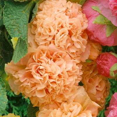 Alcea rosea 'Double Apricot' - Mályvarózsa
