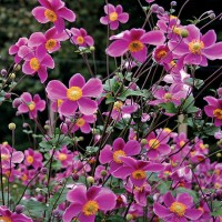Anemone hupehensis 'Splendens'