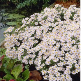 Aster dumosus 'Schneekissen' - Törpe őszirózsa