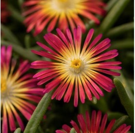 Delosperma cooperi 'Delmara Red' - Délvirág