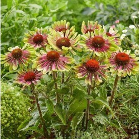 Echinacea purpurea 'Green Twister' - Bíbor kasvirág