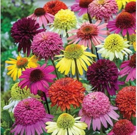 Echinacea purpurea 'Breeders Mix' - Kasvirág