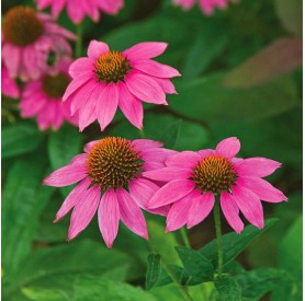 Echinacea 'PowWow Wild Berry' - Bíbor kasvirág