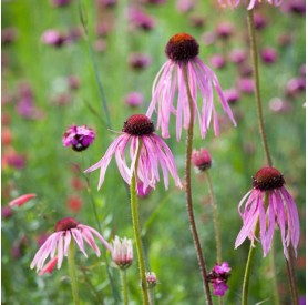 Echinacea pallida - Halvány kasvirág