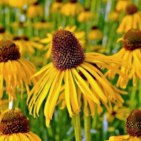 Echinacea paradoxa