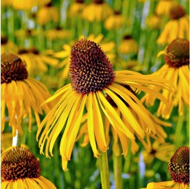 Echinacea paradoxa - Sárga kasvirág