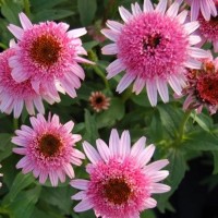 Echinacea purpurea 'Butterfly'