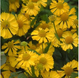 Helenium 'Kanaria' - Őszi napfényvirág