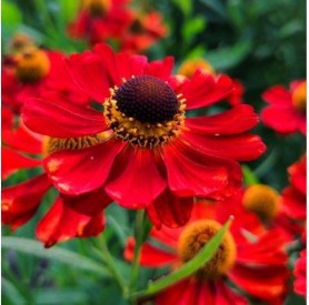 Helenium 'Red Army' - Napfényvirág