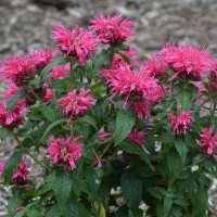 Monarda didyma 'Cranberry Lace'