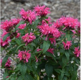 Monarda didyma 'Cranberry Lace' - Méhbalzsam