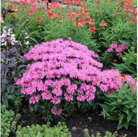 Monarda didyma 'Balmy Pink' - Méhbalzsam