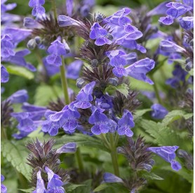 Nepeta kubanica 'Neptune' - Macskamenta