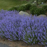 Nepeta x faassenii 'Purrsian Blue'