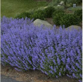 Nepeta x faassenii 'Purrsian Blue' - Macskamenta