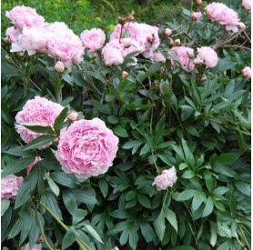 Paeonia lactiflora 'Sarah Bernhardt' - Illatos bazsarózsa