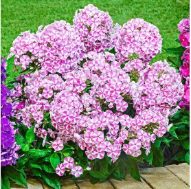 Phlox paniculata 'Bambini Candy Crush' - Bugás lángvirág