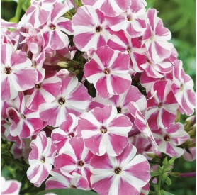 Phlox paniculata 'Peppermint Twist' - Bugás lángvirág