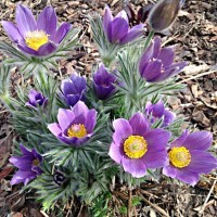 Pulsatilla vulgaris